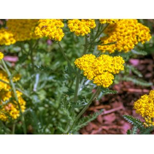 Rebríček obyčajný (Achillea millefolium) ´TERRACOTTA´ kont. P9